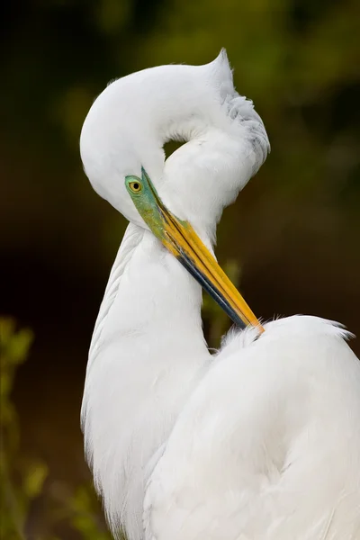 Velká Egret (ardea alba) — Stock fotografie