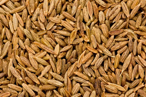 Venkel zaden (Foeniculum vulgare) — Stockfoto