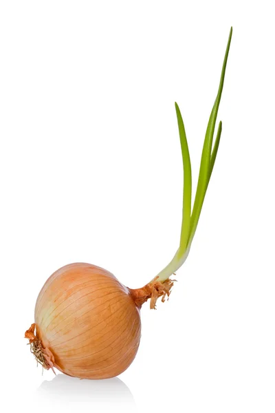 Gul lök (Allium cepa) — Stockfoto