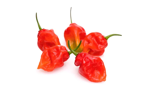 stock image Datil Peppers (capsicum chinese)