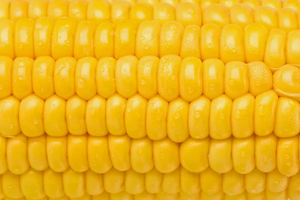 stock image Corn on the Cob