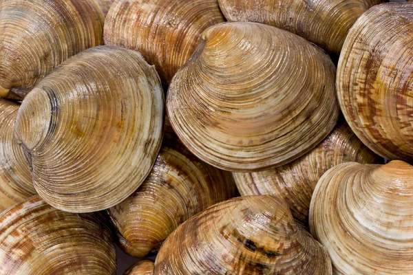 stock image Cedar Key Clams