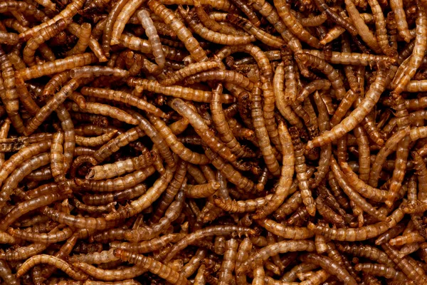 Пищевые черви — стоковое фото