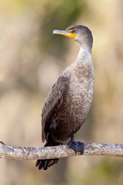 Çift tepeli Karabatak (phalacrocorax auritus))