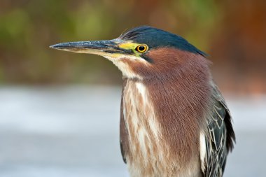 Yeşil balıkçıl (butorides virescens)