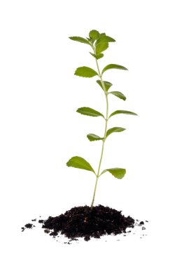 Stevia Plant (Stevia rebaudiana) clipart