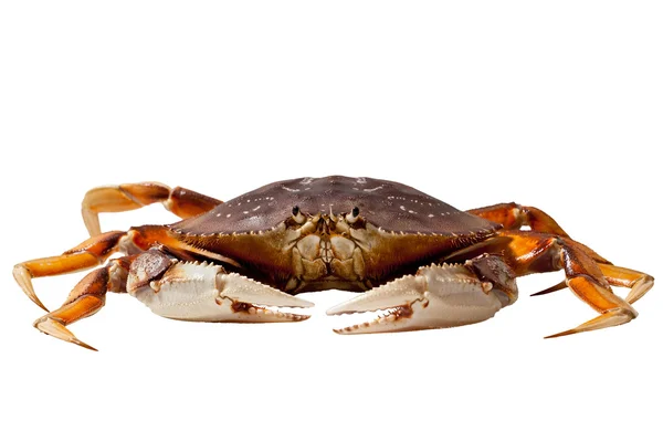 Dungeness Crab (Metacarcinus magiszter) — Stock Fotó