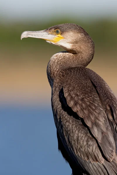 Mare cormoran (phalacrocorax carbo ) — Fotografie, imagine de stoc