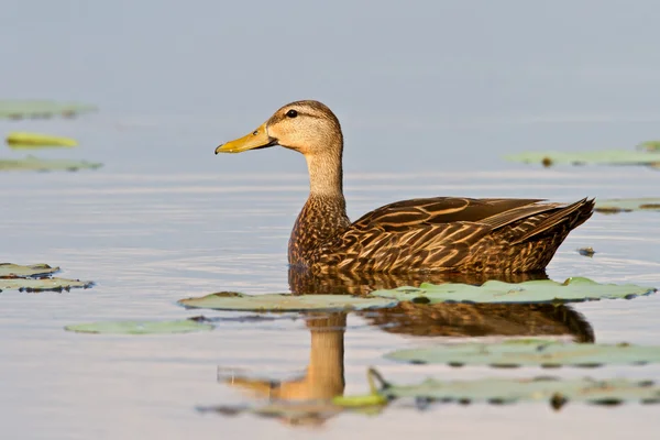Διαστισμένο Duck (Anas fulvigula) — Φωτογραφία Αρχείου