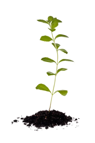 Planta de Stevia (Stevia rebaudiana ) — Foto de Stock