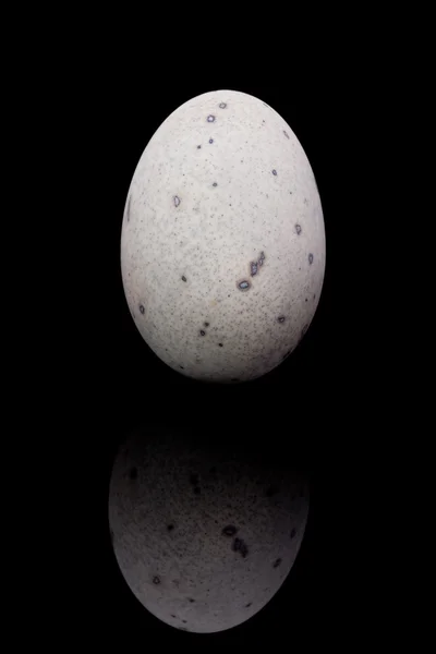 Тысячелетнее яйцо — стоковое фото