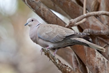 Avrasya Collard kumru (Streptopelia decaocto)