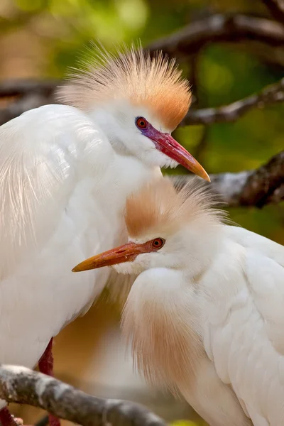 Cattle Egrets (Bubulcus ibis) — Stock Photo, Image