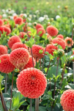 Field of dahlias clipart