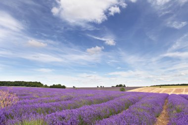Lavender field in the Cotswolds clipart