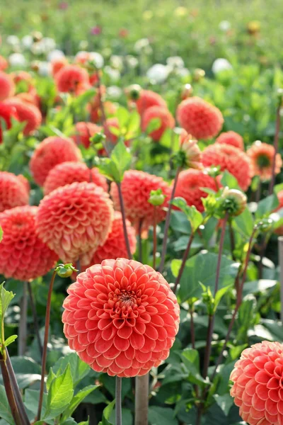 stock image Field of dahlias