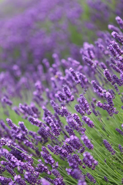 Lavendel närbild i fältet — Stockfoto