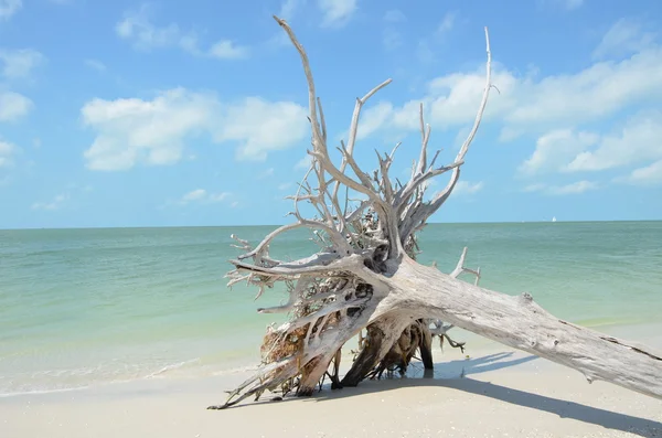 stock image Dead tree at the beach