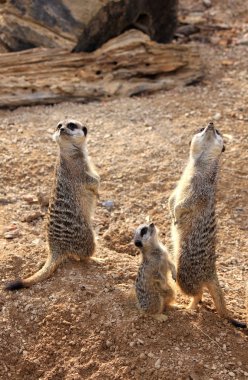 fundalıklardır (suricata suricatta )