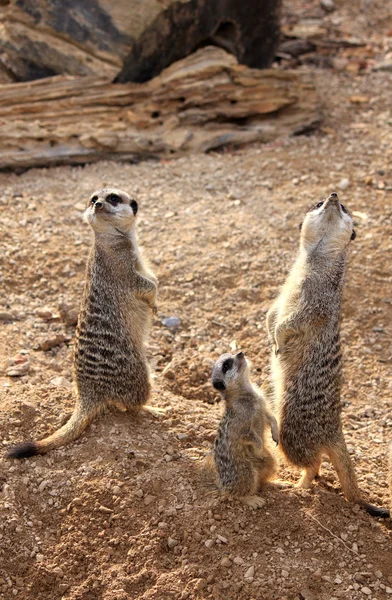 Meerkats (suricata suricatta ) — Stockfoto