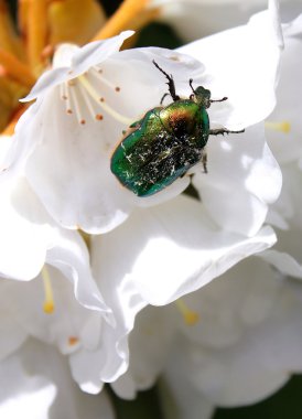 Rose chafer (Cetonia aurata)