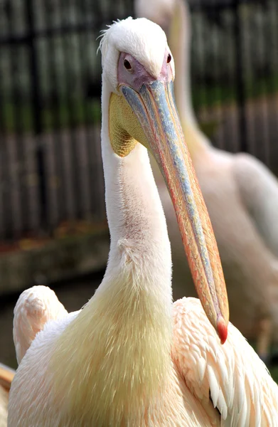 Büyük beyaz pelikan (Pelecanus onocrotalus)