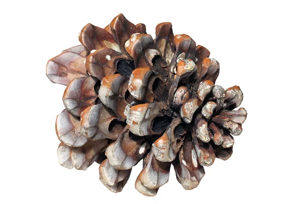 stock image Pinecone