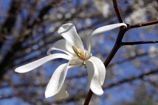 Magnolia loebneri — Stock Photo, Image
