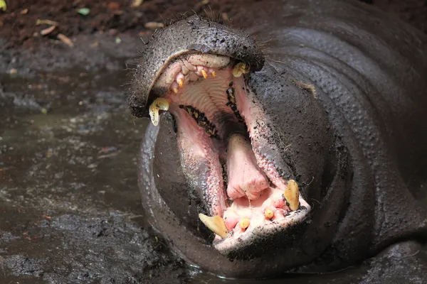 Pygmy hippopotamus (Choeropsis liberiensis or Hexaprotodon liberiensis) Royalty Free Stock Images