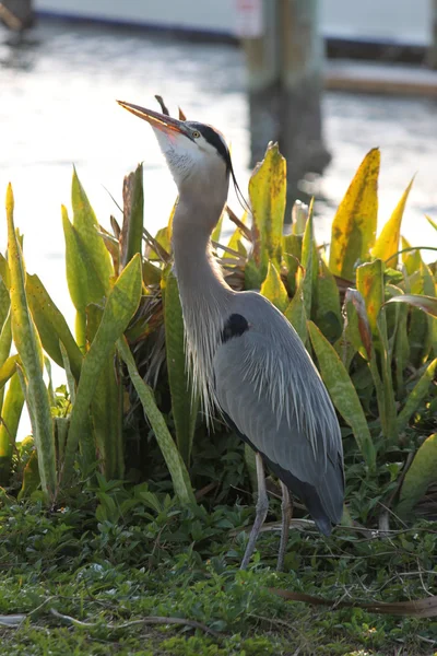 Florida ptak — Zdjęcie stockowe