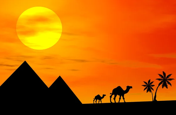 Верблюды на закате — стоковое фото