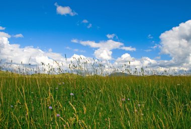 Green grass with blue sky and clouds, in Zabljak, Montenegro clipart