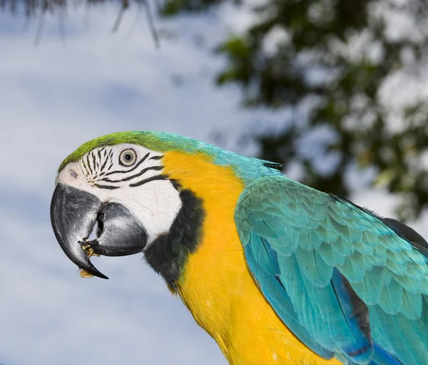 Kék és sárga papagáj étkezési elmosódott háttér — Stock Fotó