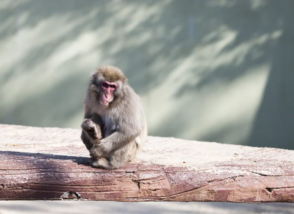 Singe macaque japonais — Photo
