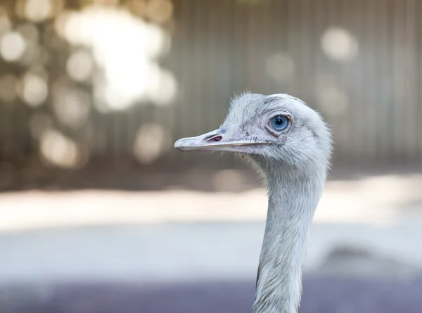Retrato de avestruz con ojos azules, fondo intencionalmente borroso — Foto de Stock