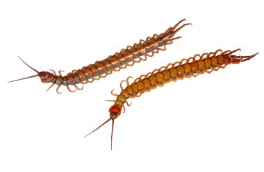 Brown Centipede clipart