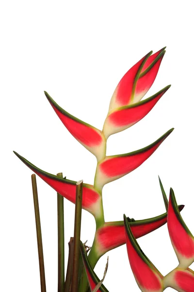 stock image Bird of Paradise Plant