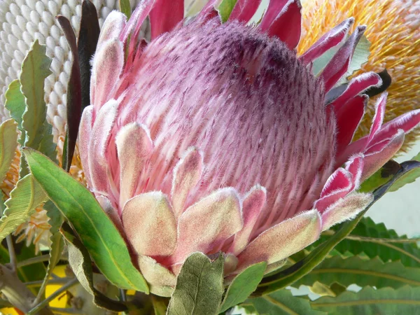Rózsaszín protea növény — Stock Fotó