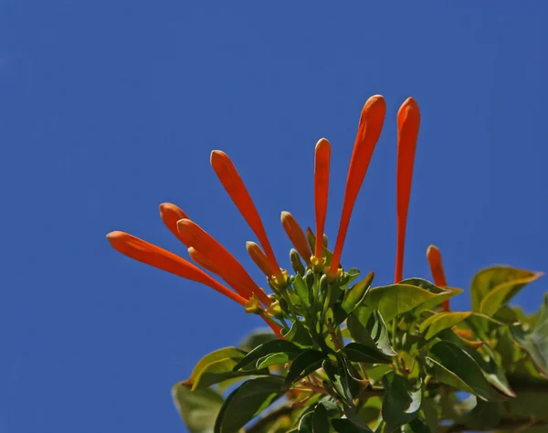 stock image Orange honeysuckle