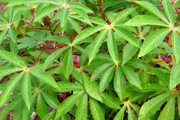 Листя рослини тапіоки — стокове фото