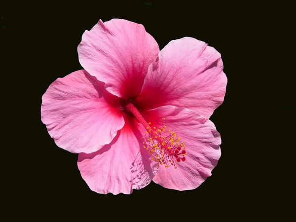 Flor rosa de hibisco Imagen de archivo