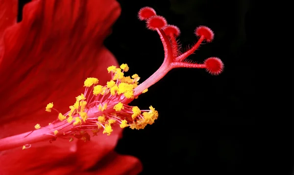 Red Hibiscus, closeup — Stock Photo, Image