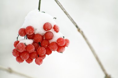 Frosty red berries in a wintry scene clipart