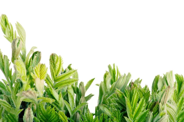 Folhas verdes no fundo branco — Fotografia de Stock