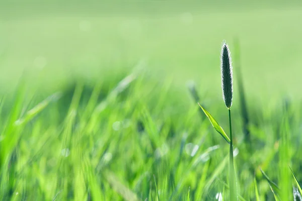 Зеленый летний фон поля — стоковое фото