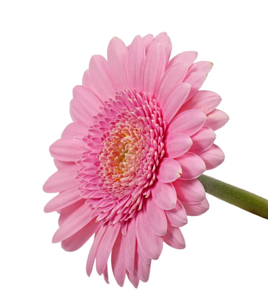 stock image Pink daisy isolated on white background