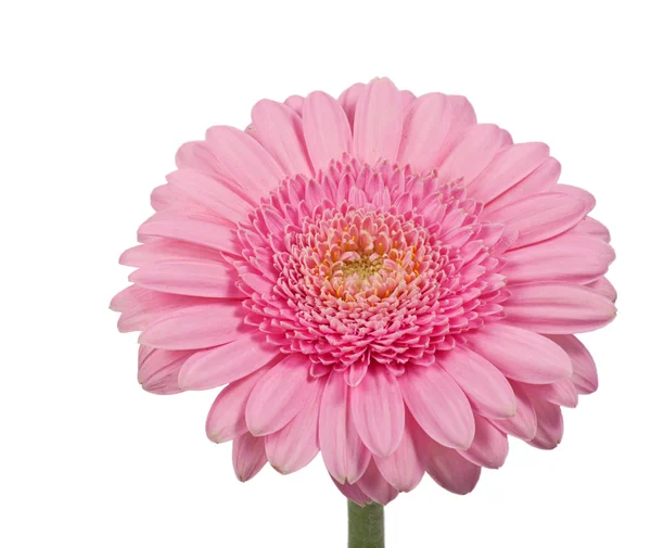 stock image Pink daisy isolated on white