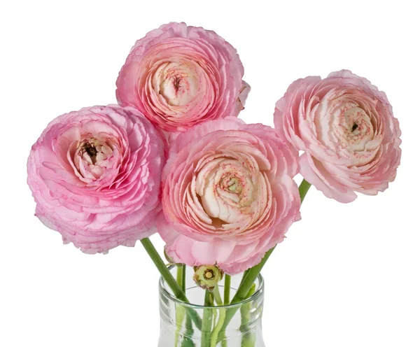 Рожевий букет квітів рунункули ізольований на білому — стокове фото