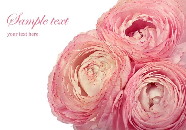Roze ranunculus bloemen geïsoleerd op wit — Stockfoto
