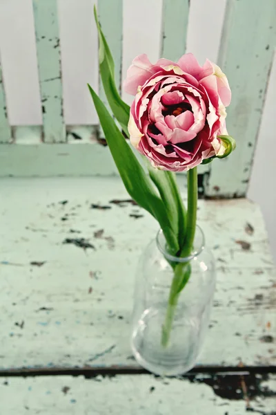 Ροζ tulip σε μια ξύλινη καρέκλα — Φωτογραφία Αρχείου